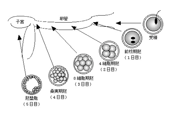 着 床 時期 性 交渉